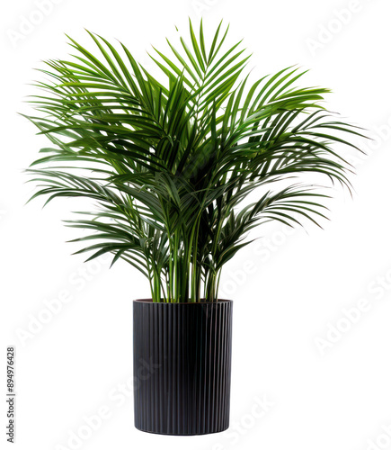 PNG Elegant indoor palm plant decor