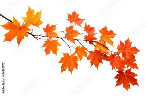 Vibrant autumn leaves on branch