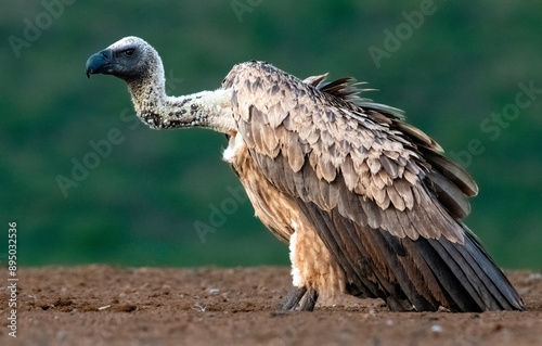 Immature white-backed vulture (Gyps africanus), distinguished by it's white underparts, sits patiently on Scavengers' Hill, Zimanga Private Game Reserve.