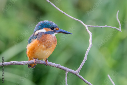 kingfisher , zimorodek