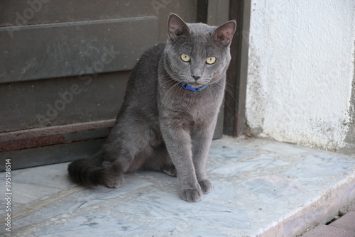 gato gris