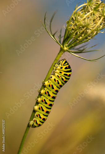 Gąsienica pazia królowej ( Papilio machaon ) na kwiatach Marchwi zwyczajnej.