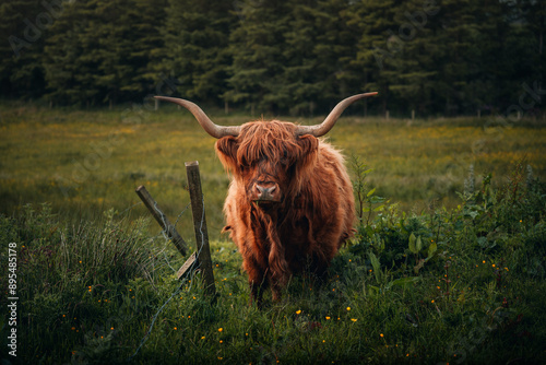 scottish highland cow