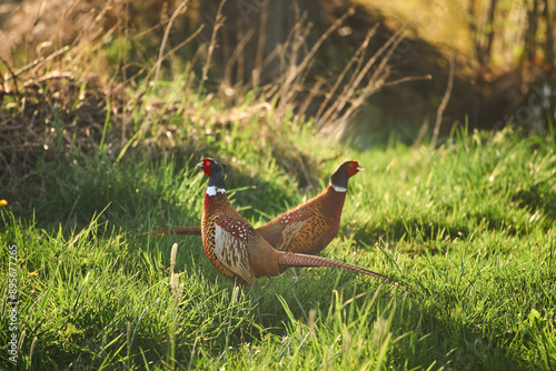 Two colorful pheasants in grassy field under sunlight