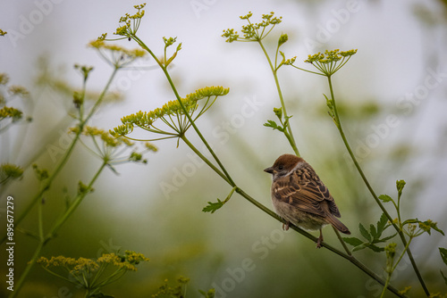 A young Eurasian tree sparrow sits on a green plant perpendicular to the camera lens on a summer evening.