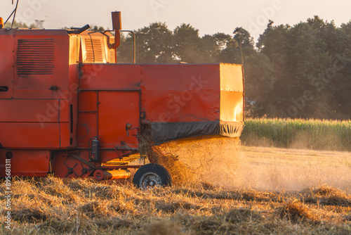 Harvest in the countryside. combine harvester mowing wheat, rye, grain during sunset and golden hour in a field next to a coniferous deciduous forest. floating dust from mowing in sunlight