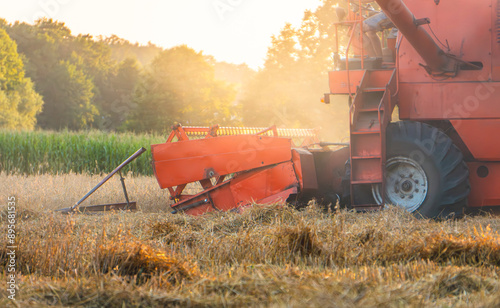 Harvest in the countryside. combine harvester mowing wheat, rye, grain during sunset and golden hour in a field next to a coniferous deciduous forest. floating dust from mowing in sunlight