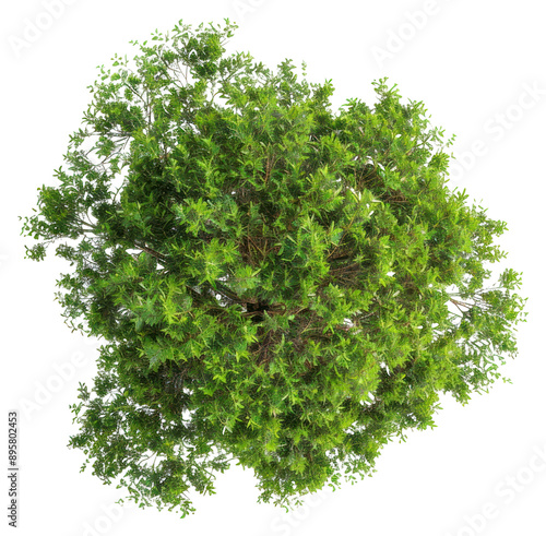 PNG Lush green tree top view