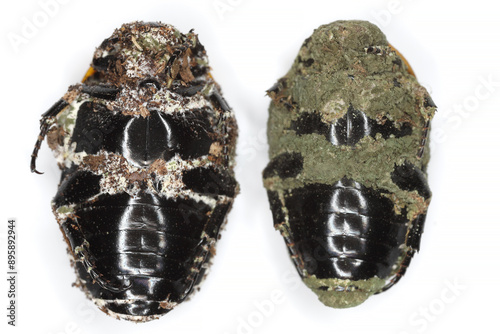 Beetles (Pachnoda) killed by entomopathogenic fungi of the genera Beauveria (white mold) and Metarhizium (green mold).