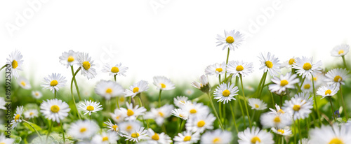 Meadow grass with wild daisies in full flower in spring and summer with a collection of additional garden daisy flowers and stems isolated against a transparent background.