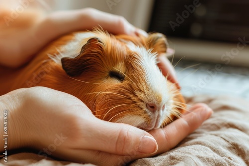 Person gently cradling a relaxed and content guinea pig, showing tenderness and care. Generated AI