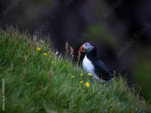 Frailecillo atlántico (Fratercula arctica), también conocido como frailecillo común es una especie de ave caradriforme de la familia Alcidae. Fotografiado en un acantilado de las Islas Faroe.