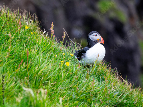 Frailecillo atlántico (Fratercula arctica), también conocido como frailecillo común es una especie de ave caradriforme de la familia Alcidae. Fotografiado en un acantilado de las Islas Faroe.