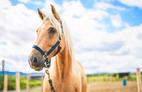 the most beautiful horse shows his temperament and beauty on summer sunset on dreamy meadow in golden hour