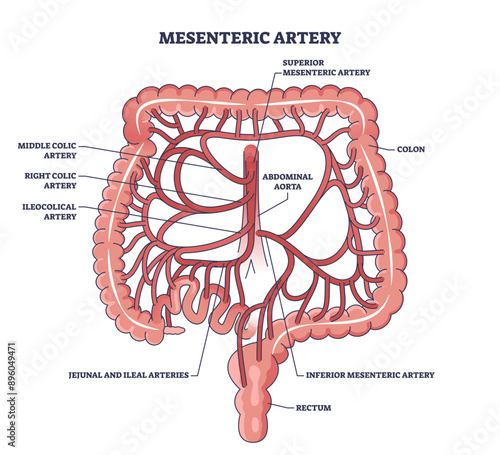 Mesenteric artery anatomy and abdominal aorta location outline diagram, transparent background. Labeled educational medical scheme with abdomen and bowel blood flow illustration.