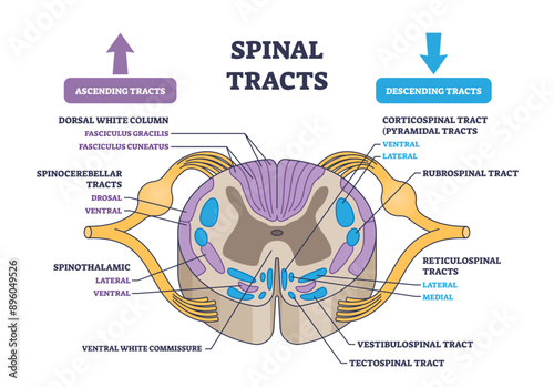 Spinal tracts with medical ascending and descending parts outline diagram, transparent background. Labeled educational scheme with information exchange neural pathways illustration.