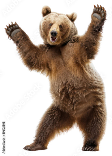 PNG Happy smiling dancing brizzly bear wildlife animal mammal.