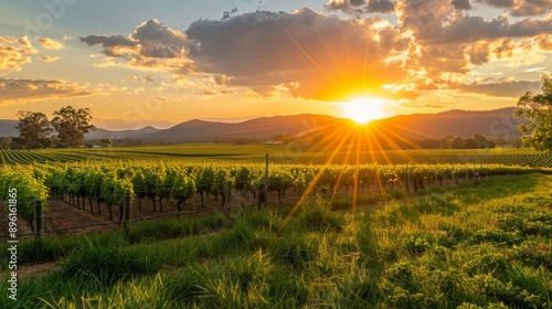 A picturesque hop farm with a wooden fence and rows of trellised hop vines stretching into the distance