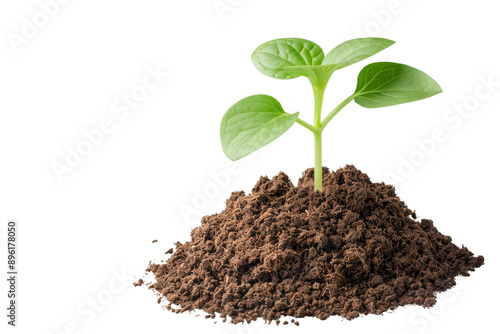 Young green plant sprouting from soil pile against a white background, symbolizing growth, nature, and ecological concepts.