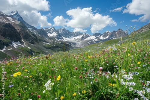 alpine meadow with flowers