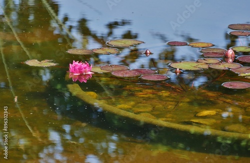 Seerosen auf dem Teich in Platen un Blomen