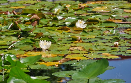 Seerosen auf dem Teich in Platen un Blomen