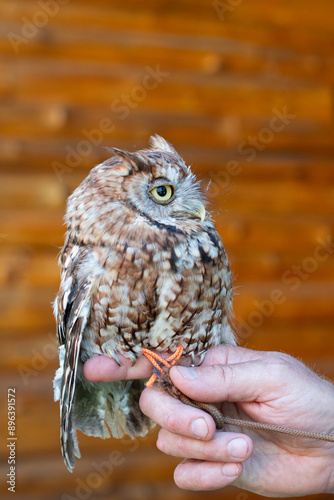 screech owl