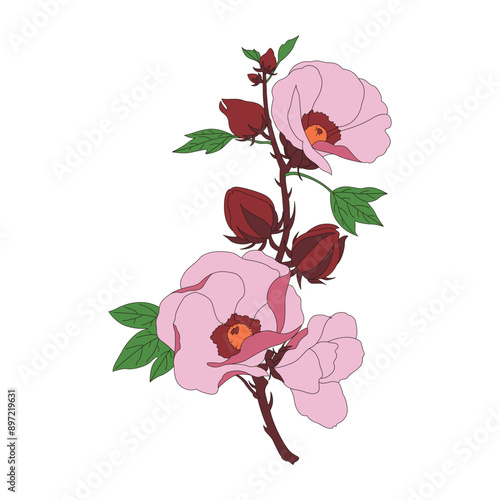 Hibiscus sabdariffa Linn. Line drawing color illustration of traditional Chinese medicine Hibiscus sabdariffa Linn.