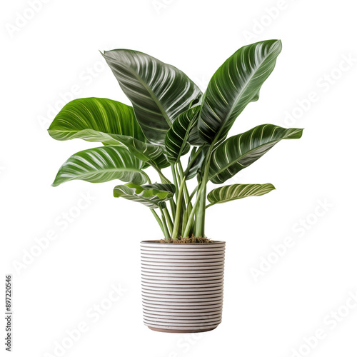 a potted plant with large leaves