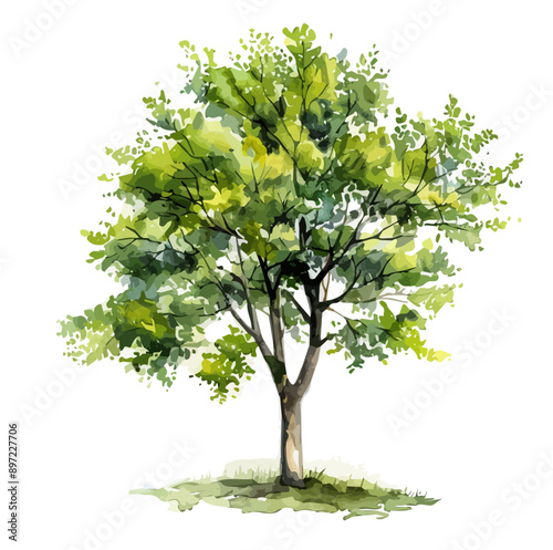 Watercolor vector of a Alder tree, isolated on a white background, Alder tree vector