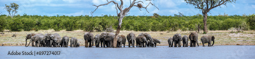 African bush elephant herd drinking in lakeside front view in Kruger National park, South Africa ; Specie Loxodonta africana family of Elephantidae