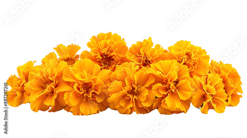 Marigold Flowers Cempasuchil for Day of the Dead, Vibrant and Iconic Mexican Cultural Symbol, Colorful and Traditional Celebration Decoration, png file, isolated on white