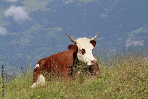 ruminant à la montagne 2024