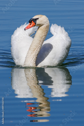 CISNE COMUN CYGNUS OLOR