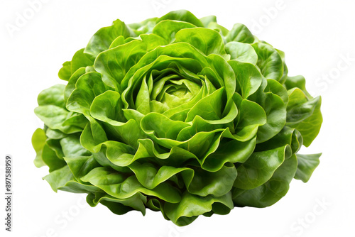 One single lettuce