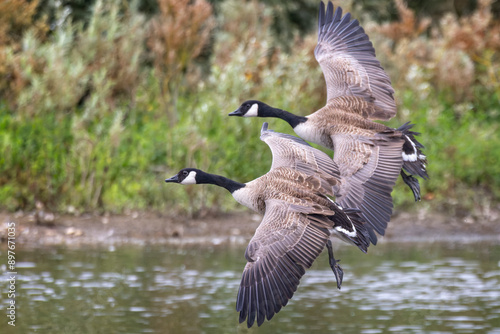 Close up of a pair of Canada Geese flying low over water surface