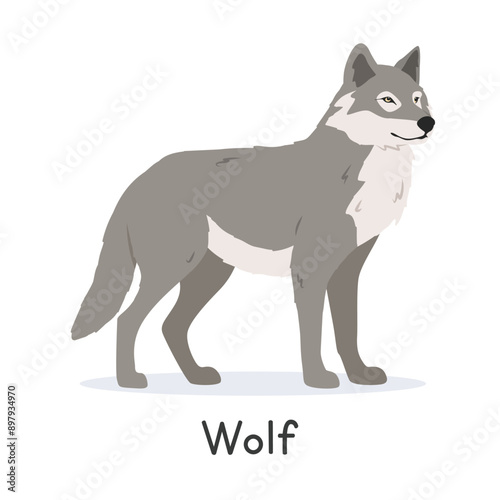 Grey wolf vector illustration, cartoon clipart character, animal in flat style. Wild animals, wild creatures, wildlife concept. Gray wolf vector design isolated on white background