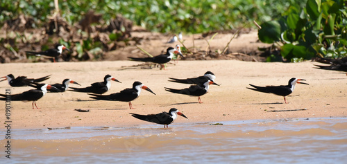 Group of Black Skimmers (Rynchops niger) resting on a beach