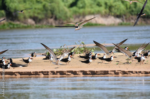 Black Skimmers (Rynchops niger) landing on a beach