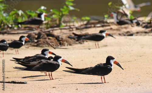 Group of Black Skimmers (Rynchops niger) resting on a beach