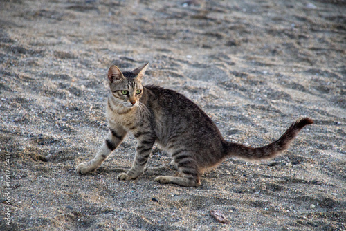 cat on the ground