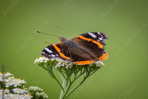 Close-up Vanessa atalanta sits on the white flowers perpendicular to the camera lens with green background on a summer day. 