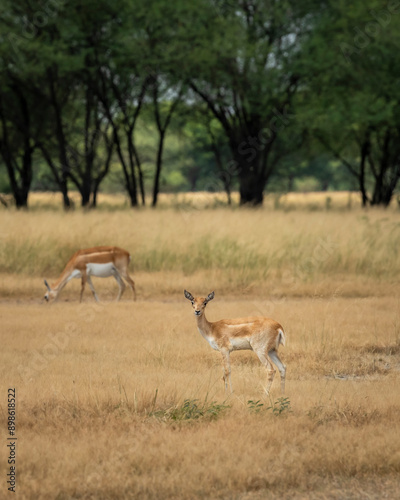 wild female blackbuck or antilope cervicapra or indian antelope closeup or portrait in natural green background in grassland of Blackbuck National Park Velavadar bhavnagar gujrat india asiaa