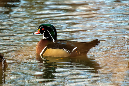 Wood Duck (Aix sponsa) Native to North America