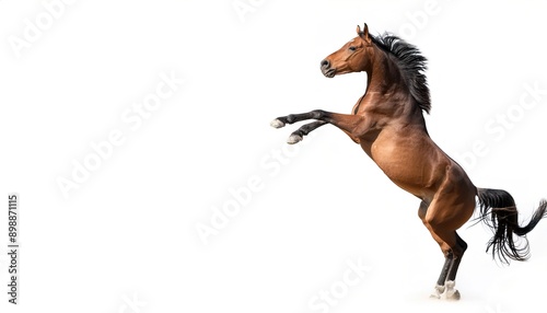 Bucking bronc bronco horse with mane and tail hair showing movement. Front legs in air, wild free attitude. isolated on white background with copy space