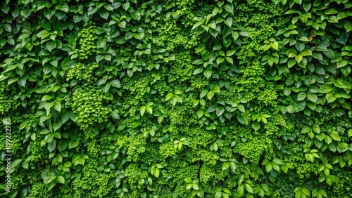 Lush green foliage covering the background wall, greenery, lush, foliage, plants, wall, background, natural, beautiful