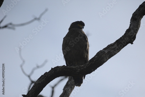 red tailed hawk