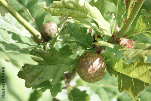 Oak Marble Galls (Andricus kollari) on the leaves of an oak tree