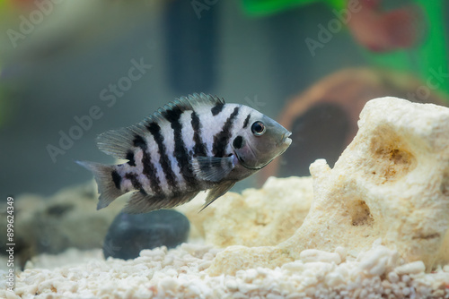 The convict cichlid fish Amatitlania nigrofasciata. Convict Cichlid fish swimming. Big beautiful nigrofasciata underwater close up. Cichlasoma nigrofasciatum, convict cichlid fish Amatitlania nigro.