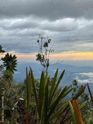 Atardecer divino con plantas y cielo naranja y nubado 